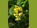 Berberitzenblüte