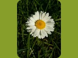Gänseblümchen