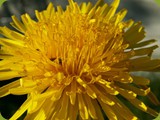 Löwenzahnblüte