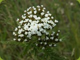 Schafgarbe