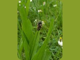 Spitzwegerich