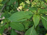 Kleines Springkraut