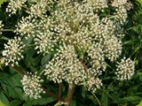 Waldengelwurz
