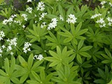 Waldmeister