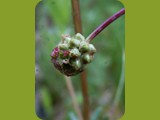 Wiesenknopfblüte