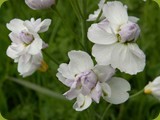 Wiesenschaumkraut